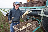 Asparagus harvest, sandy mound of earth where asparagus grows in the dark, without chlorophyll. A machine lifts the tarpaulin covering the earth before harvesting, seated or standing workers harvest by hand with a gouge, and place the asparagus directly into crates. Hoerdt, Alsace, France