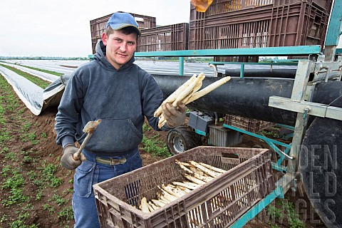 Asparagus_harvest_sandy_mound_of_earth_where_asparagus_grows_in_the_dark_without_chlorophyll_A_machi