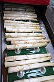 Post-harvest reception of asparagus, which is sorted, graded, cut, washed, brushed and bundled before marketing in an asparagus growers workshop, Hoerdt, Alsace, France.
