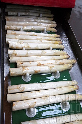 Postharvest_reception_of_asparagus_which_is_sorted_graded_cut_washed_brushed_and_bundled_before_mark