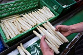 Post-harvest reception of asparagus, which is sorted, graded, cut, washed, brushed and bundled before marketing in an asparagus growers workshop, Hoerdt, Alsace, France.