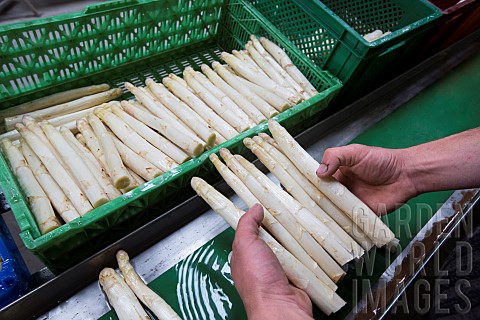 Postharvest_reception_of_asparagus_which_is_sorted_graded_cut_washed_brushed_and_bundled_before_mark