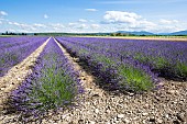 Lavender or lavandin plantations to extract essential oil or lavender or lavandin essence, Provence, France