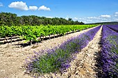 Lavender or lavandin plantations to extract essential oil or lavender or lavandin essence, Provence, France