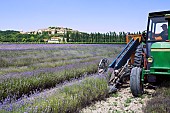 Harvesting lavender or lavandin in Provence, the lavender-blue flowers are ripe and its time to harvest them with the cutter-harvester. The flowers are deposited in autoclave bins. France