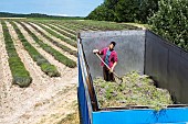 Harvesting lavender or lavandin in Provence, the lavender-blue flowers are ripe and its time to harvest them with the cutter-harvester. The flowers are deposited in autoclave skips, and a worker levels the just-poured crop. France