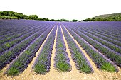 Lavender in full bloom. Lavender or lavandin plantations to extract essential oil or lavender or lavandin essence, Provence, France