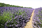 Lavender in full bloom. Lavender or lavandin plantations to extract essential oil or lavender or lavandin essence, Provence, France