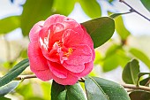 Camellia japonica Guichard Soeurs 1988, flower