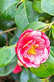 Japanese Camellia, Camellia japonica Cruciata, flower