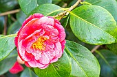 Japanese Camellia, Camellia japonica Cruciata, flower