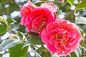 Japanese Camellia, Camellia japonica Vega, Breeder : Thoby (FRA) 1993, flowers