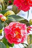 Japanese Camellia, Camellia japonica Vega, Breeder : Thoby (FRA) 1993, flowers