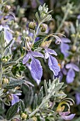 Tree germander (Teucrium fruticans), flowers