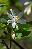 Styrax (Styrax officinalis) flower