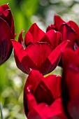 Cyprus Tulips (Tulipa cypria)