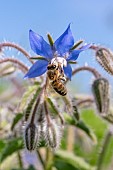 Honey Bee (Apis mellifera) worker nectaring on a Borage (Borago officinalis) flower, Alpes-Maritimes, France