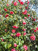 Japanese Camellia, Camellia japonica Vega, in bloom