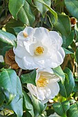 Japanese Camellia, Camellia Japonica Tricolor White, flowers