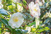 Japanese Camellia, Camellia Japonica Tricolor White, flowers
