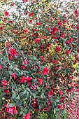 Japanese Camellia, Camellia japonica Freedom Bell, in bloom