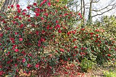 Japanese Camellia, Camellia japonica Freedom Bell, in bloom