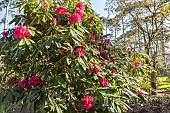 Rhododendron degronianum Geisha Lilarosa, in bloom