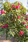 Rhododendron degronianum Geisha Lilarosa, in bloom