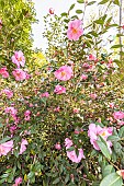 Camellia williamsii Mary Phoebe Taylor, in bloom