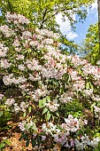 Rhododendron Mrs Charles Pearson, in bloom