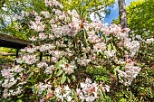 Rhododendron Mrs Charles Pearson, in bloom