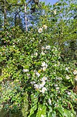 Japanese Camellia, Camellia japonica Moonlight Bay, in bloom