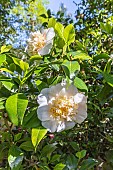 Japanese Camellia, Camellia japonica Duchesse Decazes White, in bloom