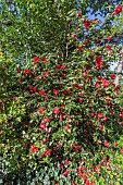 Camellia du Japon, Camellia japonica Adolphe Audusson, Breeder: Guichard (FRA) 1910, in bloom