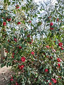 Japanese Camellia, Camellia japonica Madame Picouline, BEL 1850, in bloom