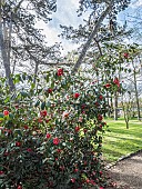 Japanese Camellia, Camellia japonica Madame Picouline, BEL 1850, in bloom