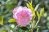 Camellia williamsii Gay Time, flower
