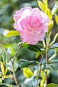 Camellia williamsii Gay Time, flower