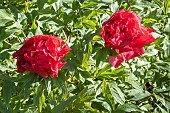 Japanese tree peony, Paeonia suffruticosa Asahi-minato, flowers