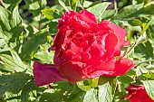 Japanese tree peony, Paeonia suffruticosa Asahi-minato, flower