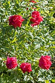 Japanese tree peony, Paeonia suffruticosa Asahi-minato, flowers