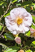 Japanese Camellia, Camellia japonica Moonlight Bay, flowers