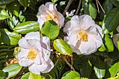 Japanese Camellia, Camellia japonica Moonlight Bay, flowers