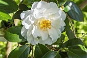 Japanese Camellia, Camellia japonica Chapelle de Lucs, Thoby (FRA) 1993, Flower