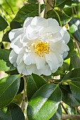 Japanese Camellia, Camellia japonica Chapelle de Lucs, Thoby (FRA) 1993, Flower
