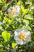 Japanese Camellia, Camellia japonica Duchesse Decazes White, in bloom