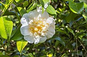 Japanese Camellia, Camellia japonica Duchesse Decazes White, in bloom