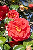 Camellia du Japon, Camellia japonica Adolphe Audusson, Breeder: Guichard (FRA) 1910, in bloom