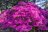 Japanese azalea, Azalea Hatsugiri, in bloom