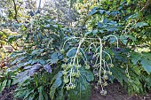 Big-leaf paper plant, Moseri Japanese Aralia, Fatsia japonica Moseri, foliage and fruits